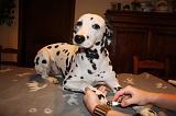 GRIFFES - DALMATIEN 040